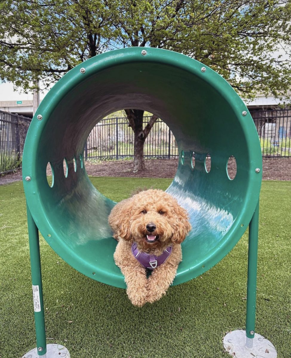 A picture of a dog laying in a dog park play structure