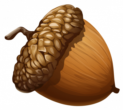 an acorn